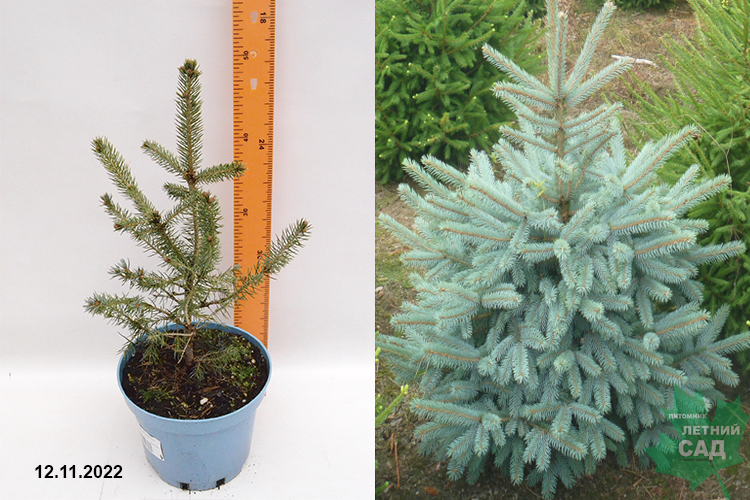 Ель голубая (колючая) Блю Маджестик (Picea pungens Glauca Majestic Blue ...