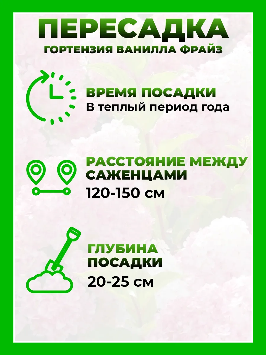 Гортензия метельчатая Ванилла Фрайз
