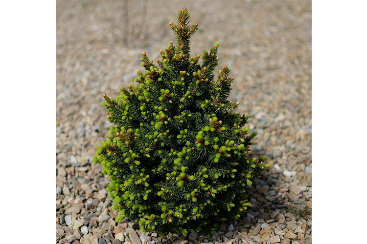 Picea abies Wills Zwerg