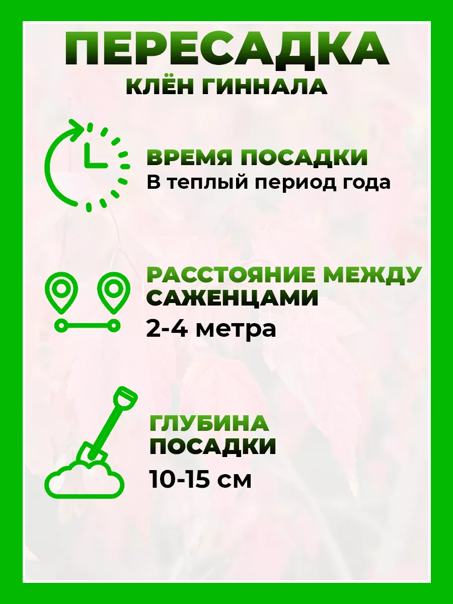 Клен Гиннала