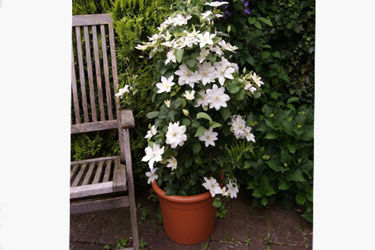 Клематис Беби стар (Clematis Baby Star) Р9 — Питомник Летний сад