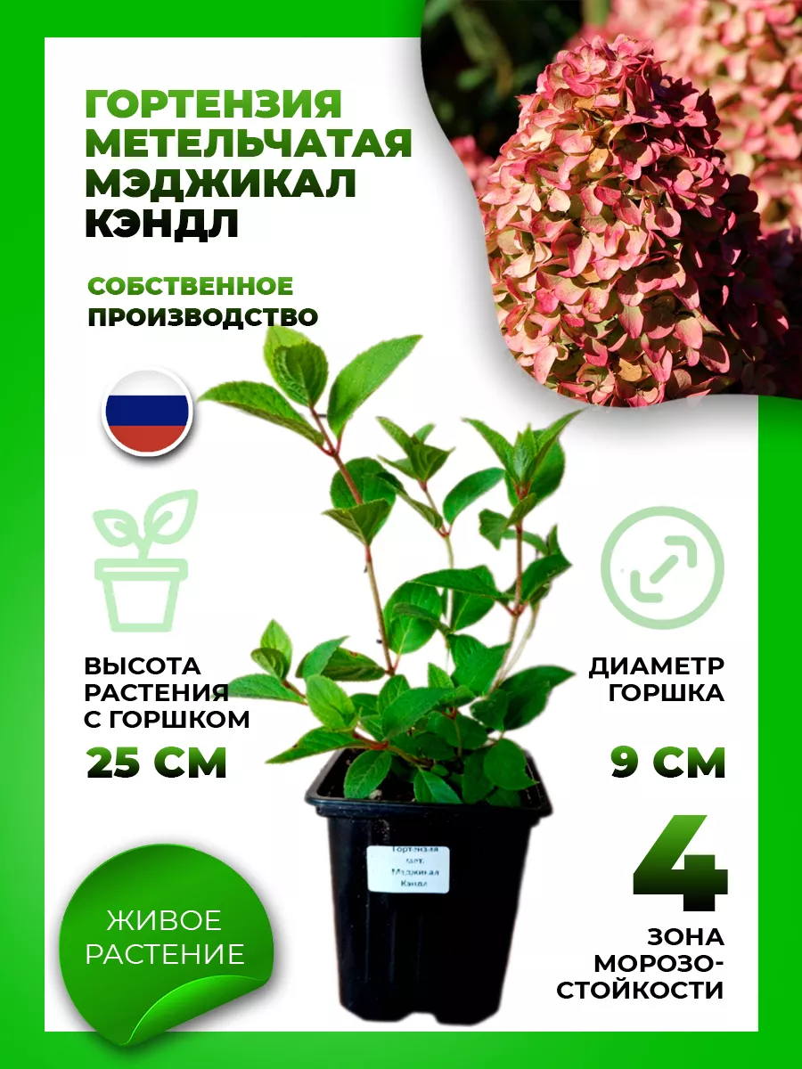 Гортензия метельчатая Мэджикал Кэндл