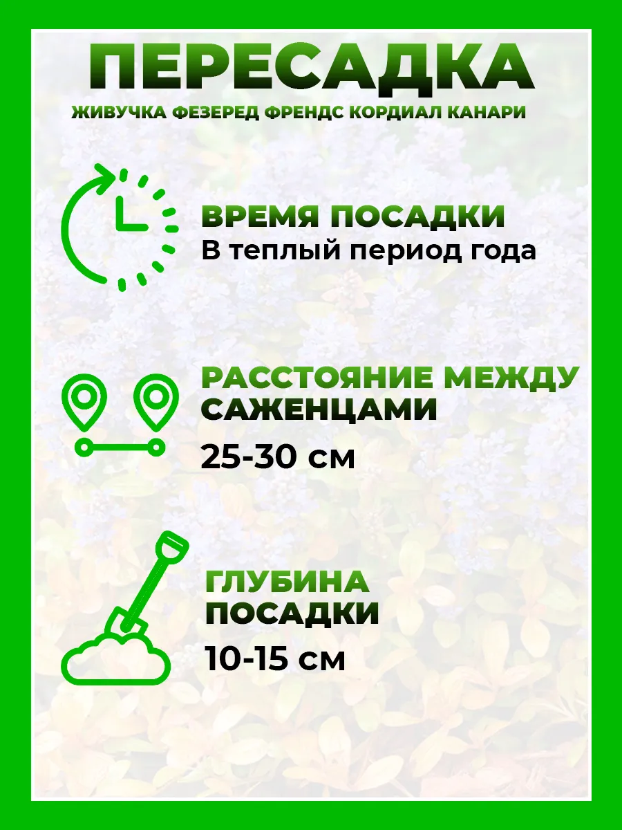 Живучка ползучая Фезеред Френдс Кордиал Канари