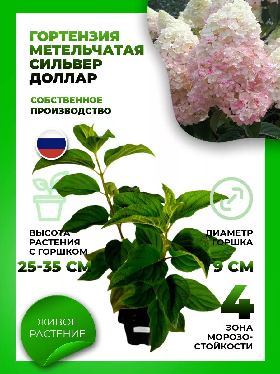Гортензия метельчатая Сильвер Доллар