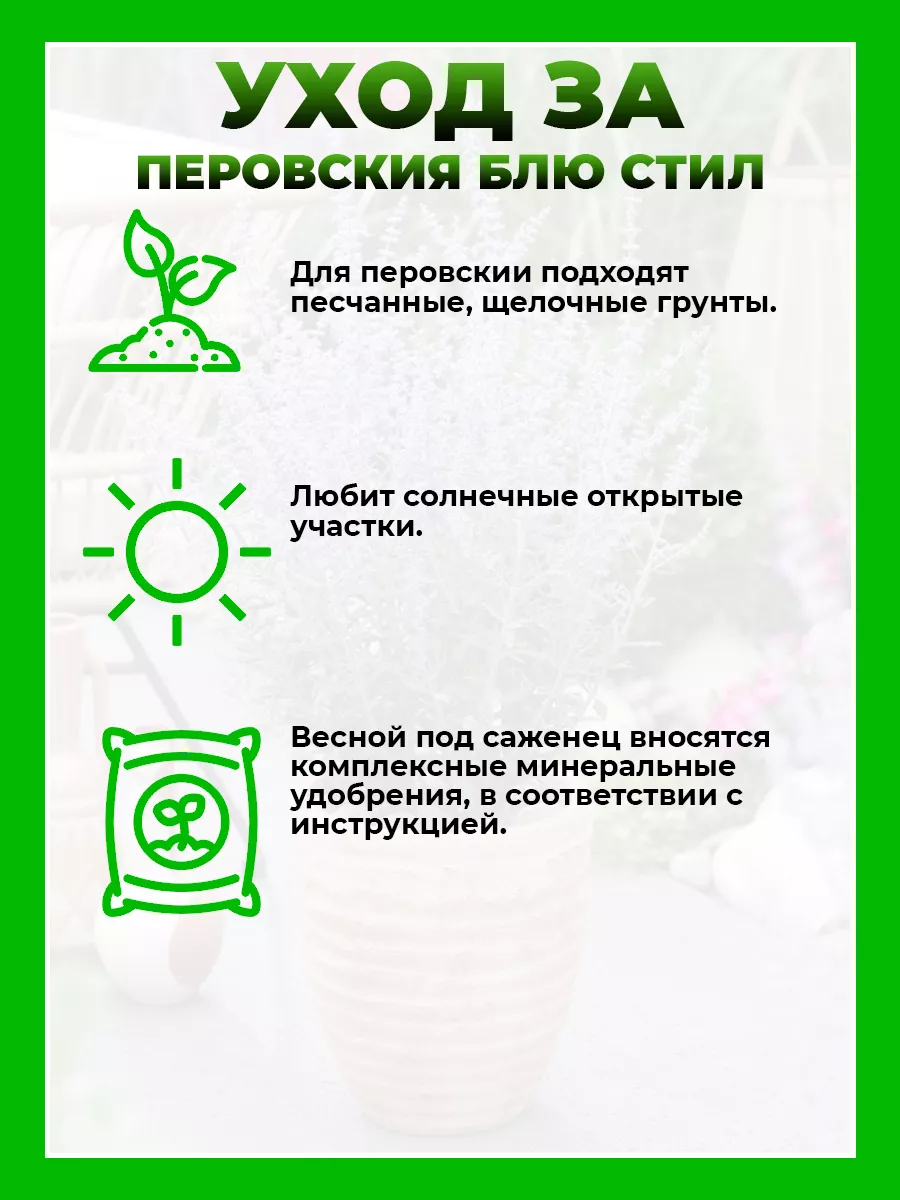 Перовския лебедолистная Блю Стил