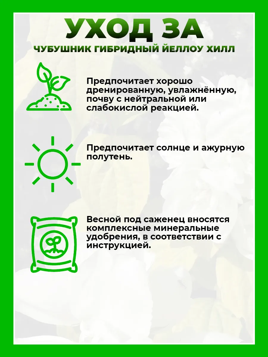 Чубушник гибридный Йеллоу Хилл