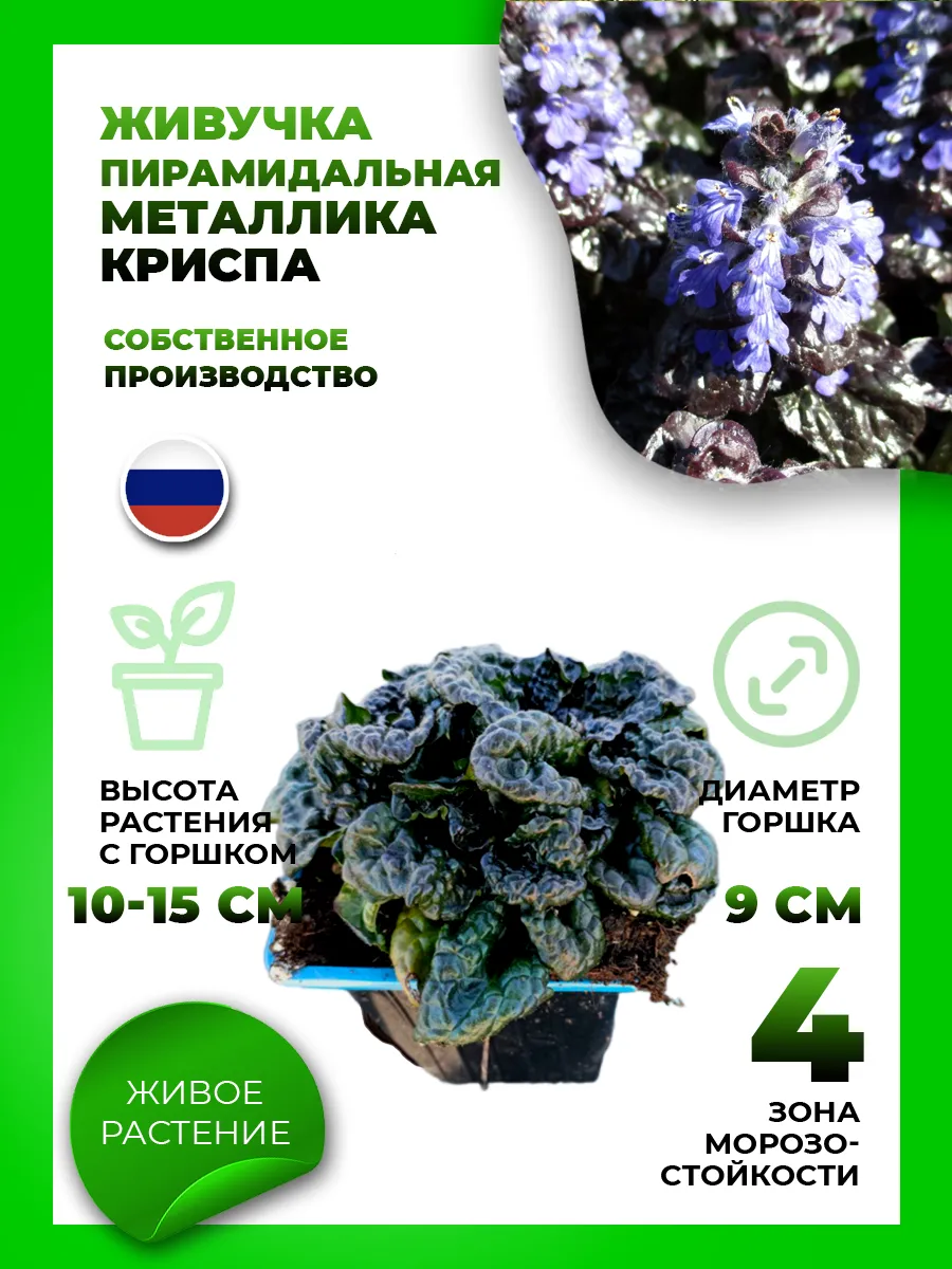 Живучка пирамидальная Металлика Криспа