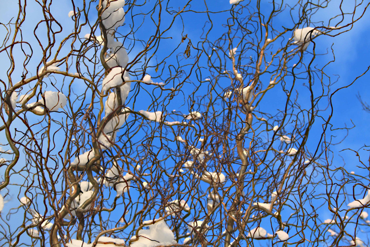 Ива спиралевидная Эритрофлексуоза (Salix Erythroflexuosa) С20 ...