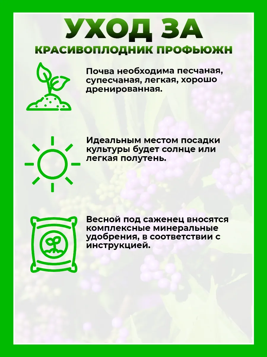 Красивоплодник бодиньера Профьюжн