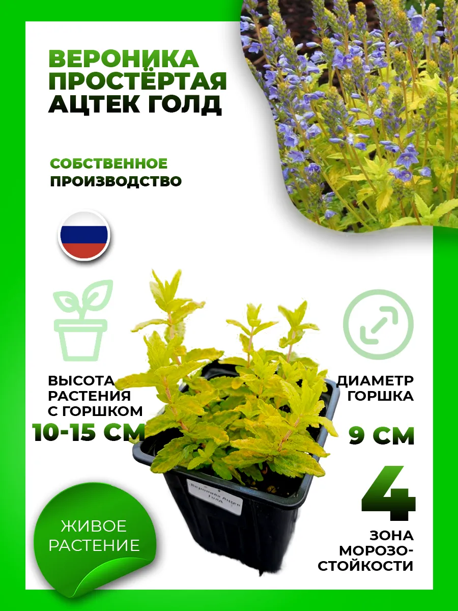 Вероника простертая Ацтек Голд