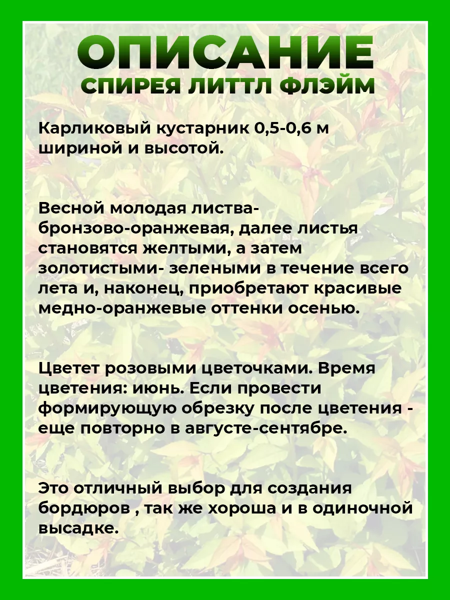 Спирея японская Литтл Флэйм