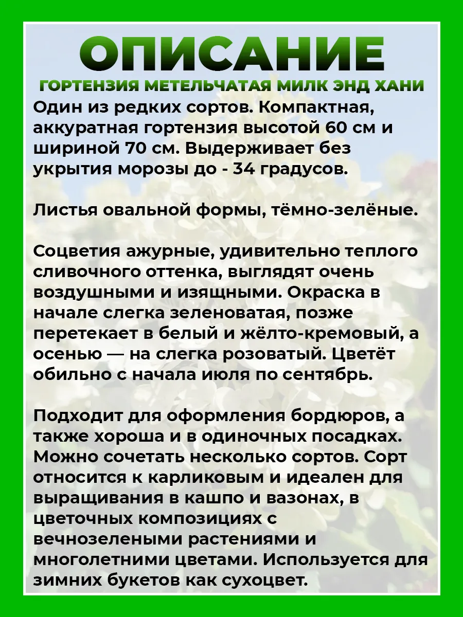 Гортензия метельчатая Милк энд Хани
