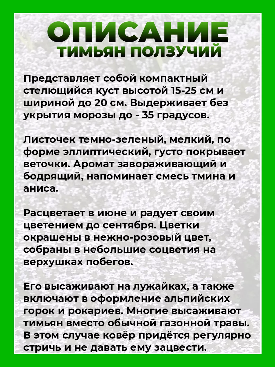 Тимьян ползучий