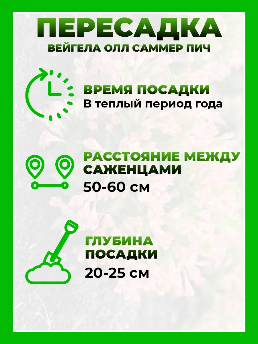 Вейгела цветущая Олл Саммер Пич