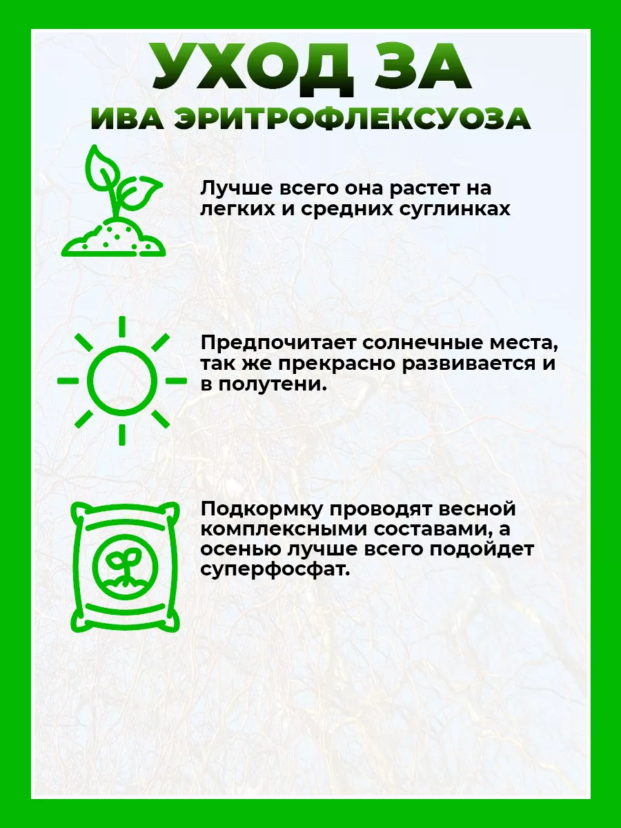 Ива спиралевидная Эритрофлексуоза