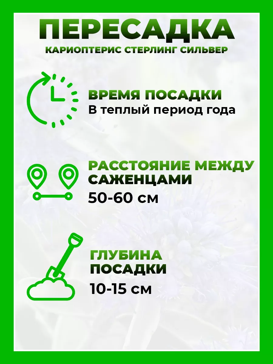 Кариоптерис кландоненский Стерлинг Сильвер