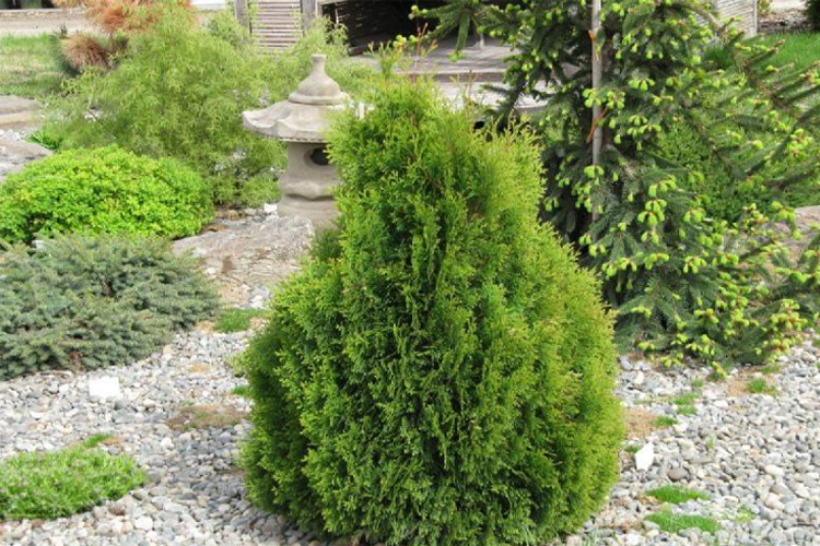 Туя западная Микки (Thuja occidentalis Miky) С7,5 — Питомник Летний сад