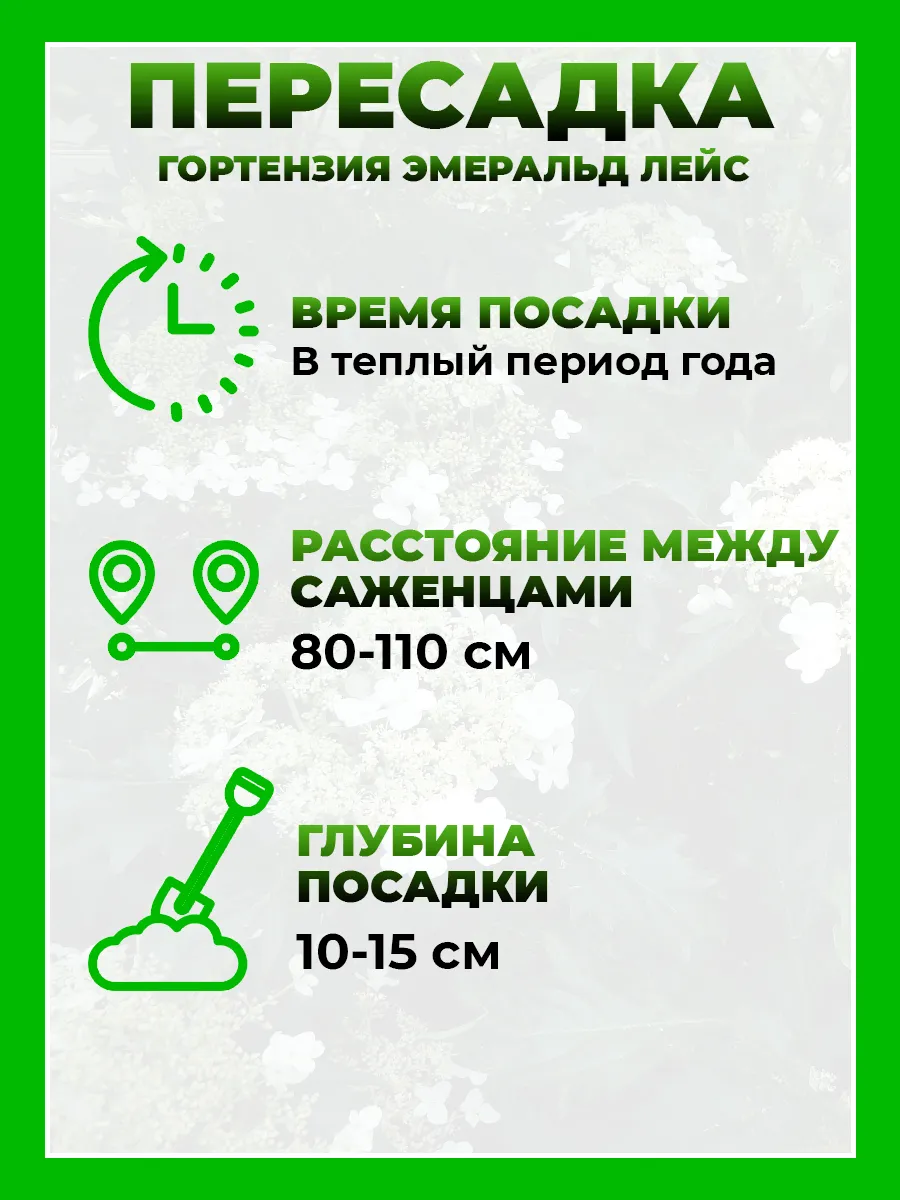 Гортензия древовидная Эмеральд Лейс