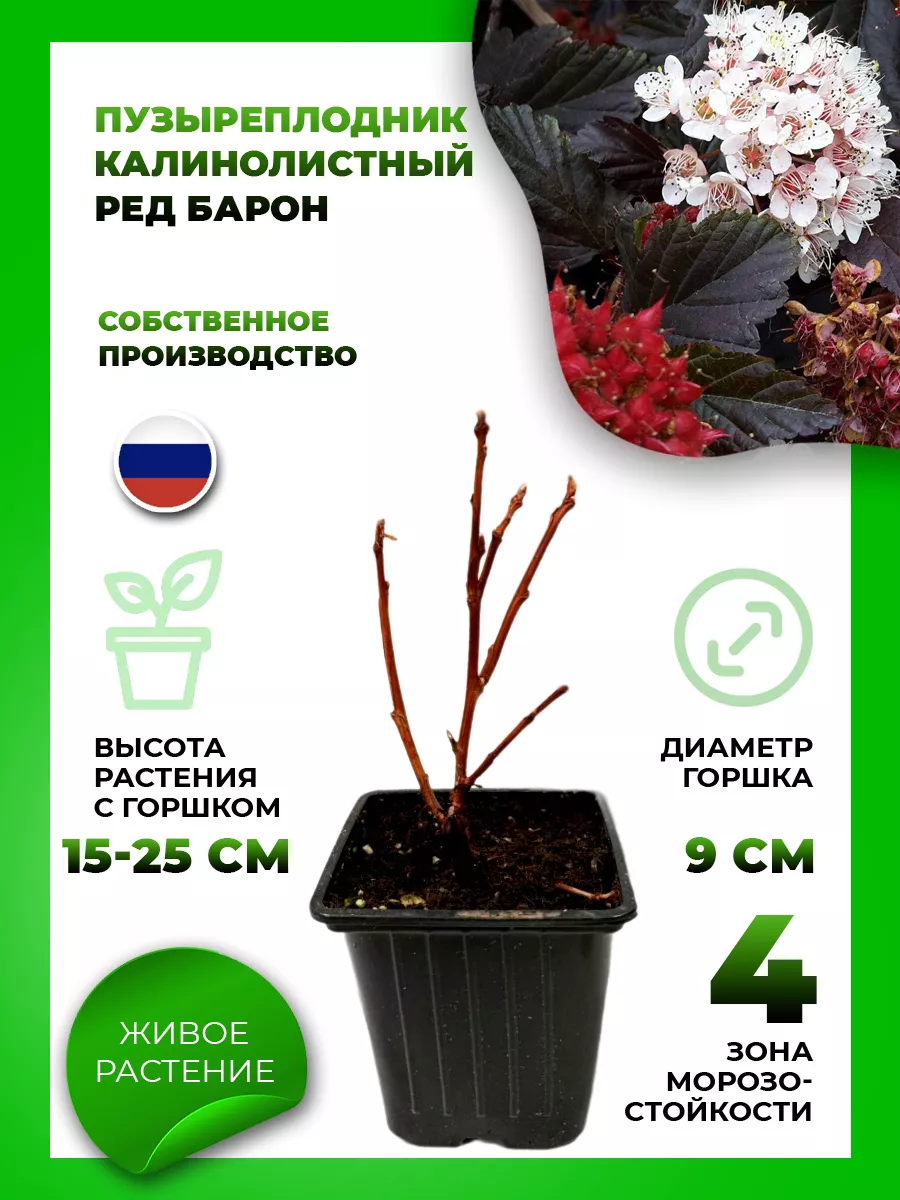 Пузыреплодник калинолистный Ред Барон