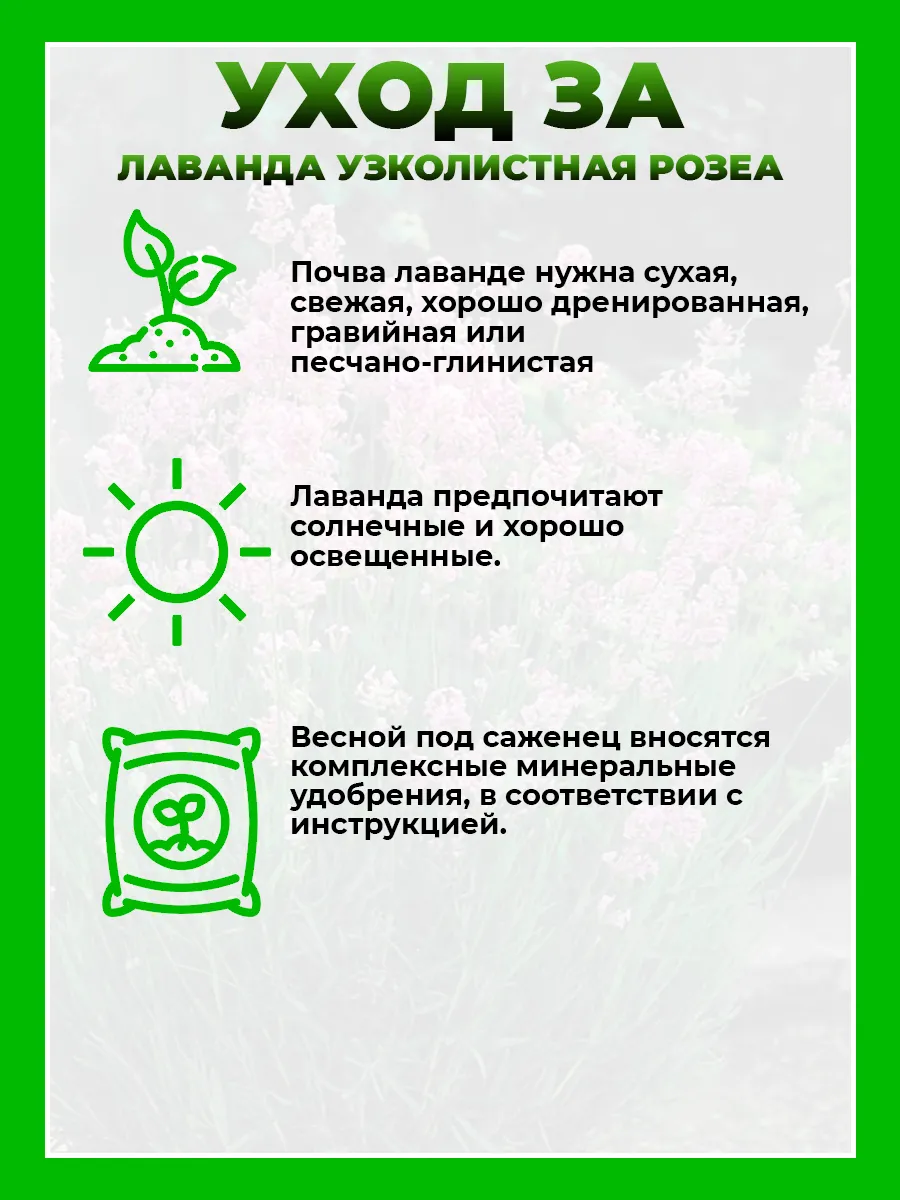 Лаванда узколистная Розеа