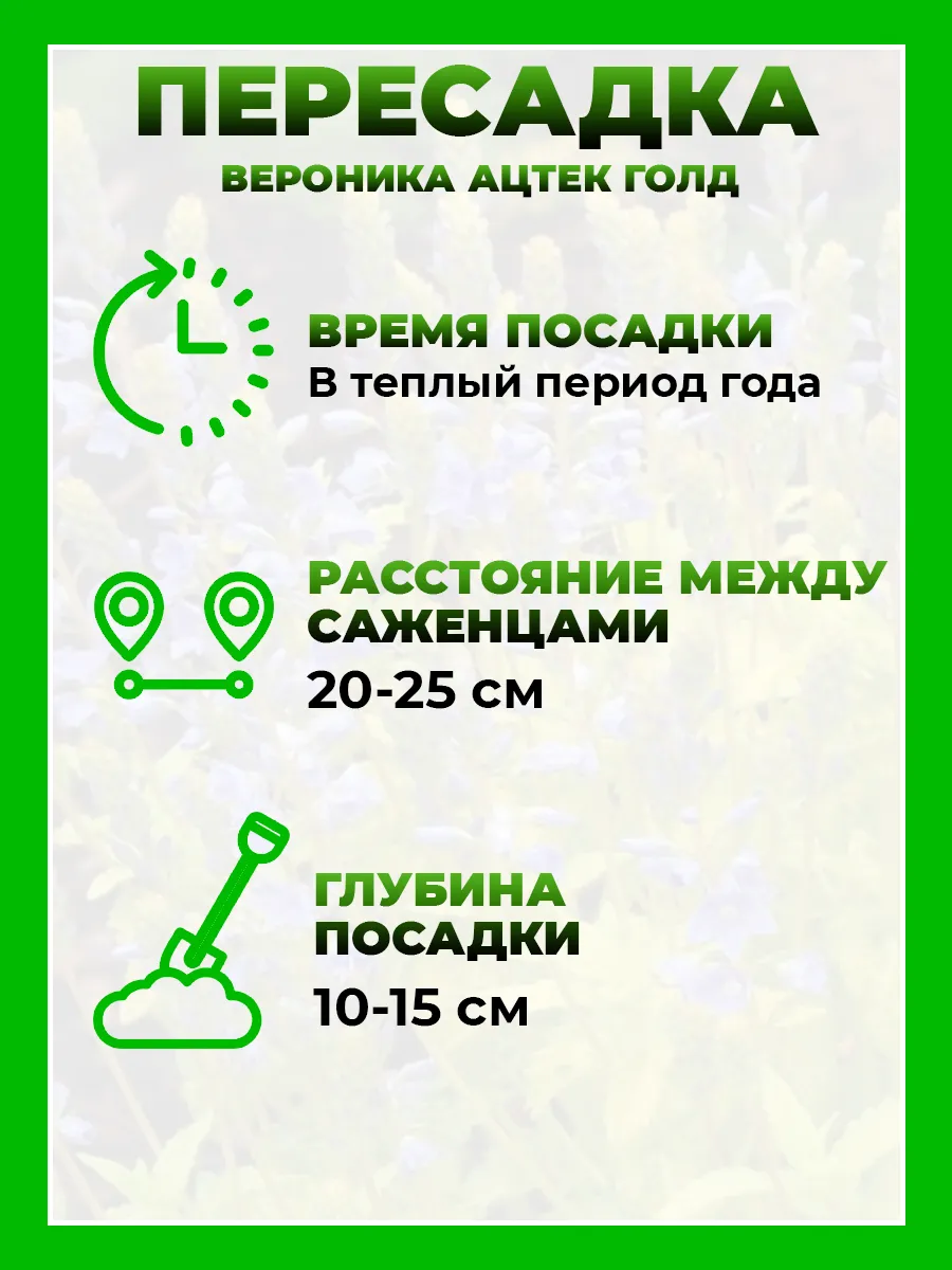 Вероника простертая Ацтек Голд