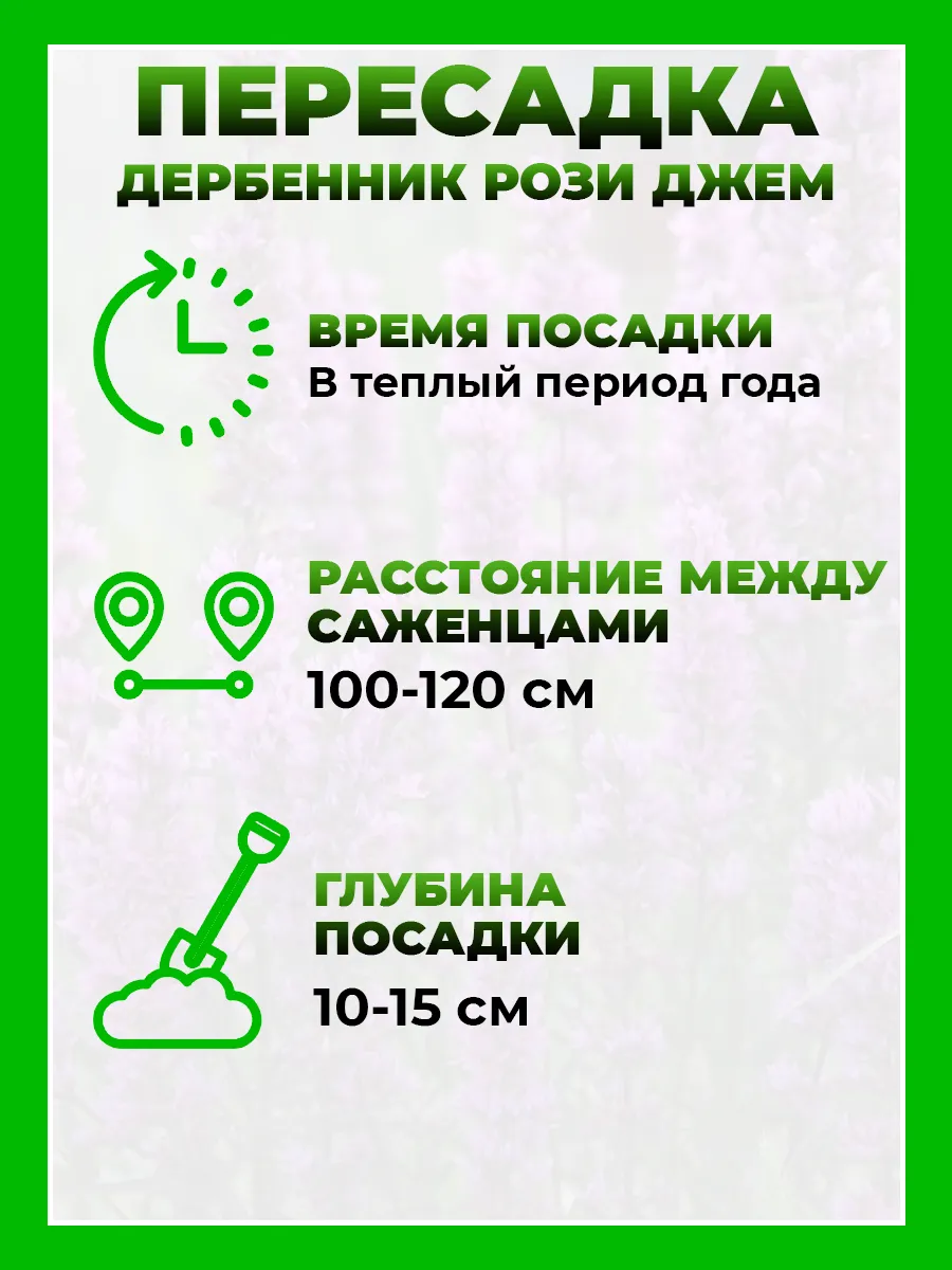 Дербенник иволистный Рози Джем