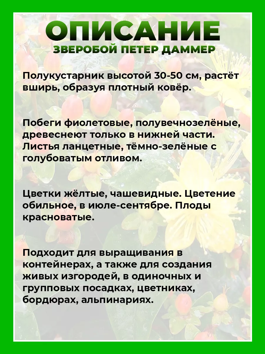 Зверобой Даммера Петер Даммер