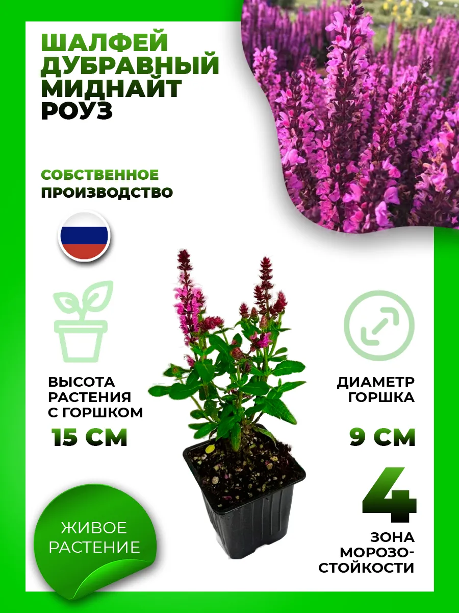 Шалфей дубравный Миднайт Роуз