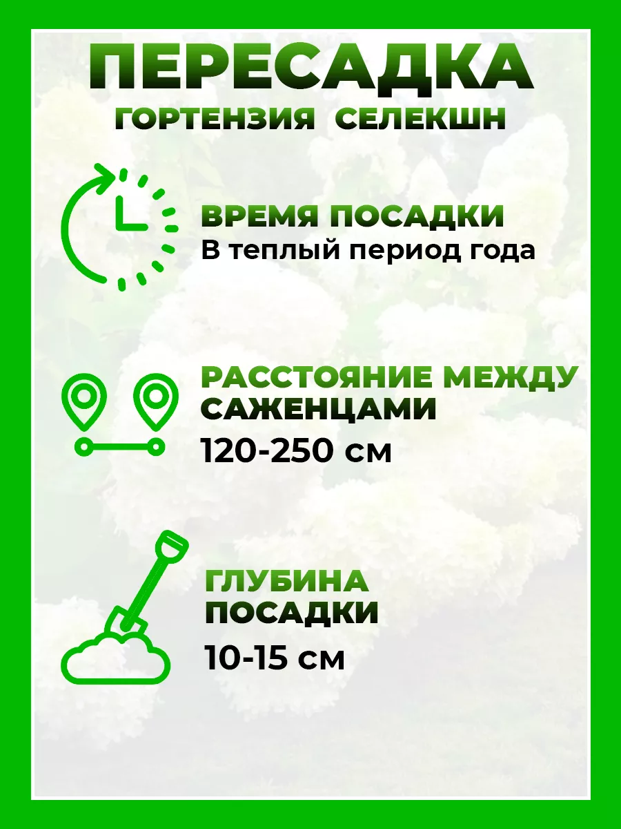 Гортензия метельчатая Селекшн