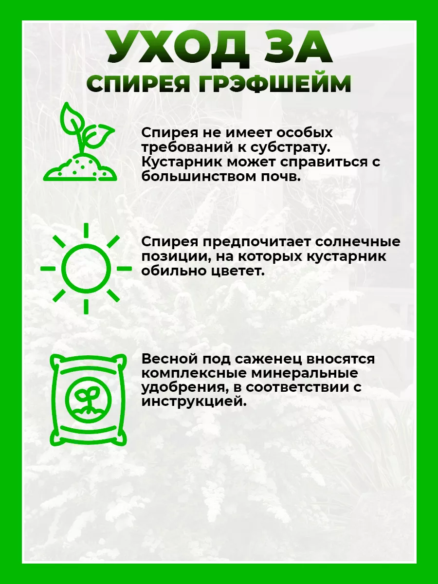 Спирея серая Грефшейм