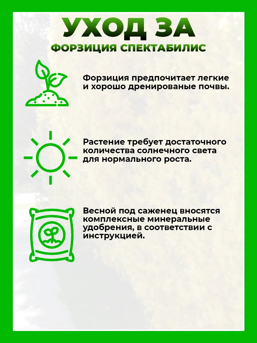 Форзиция промежуточная Спектабилис