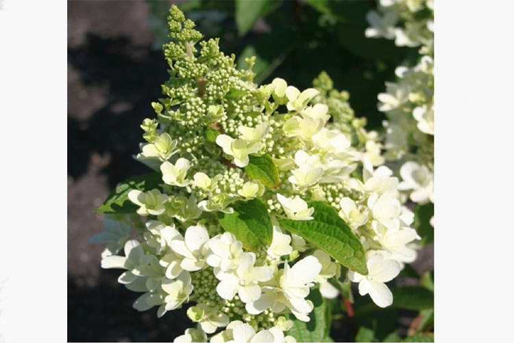 Корей жалаңаш жігіт