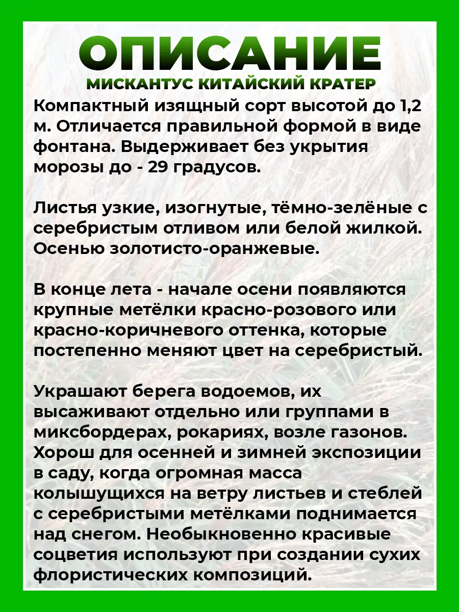 Мискантус китайский Кратер