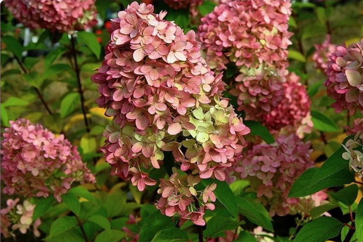 hydrangea Magical Candle