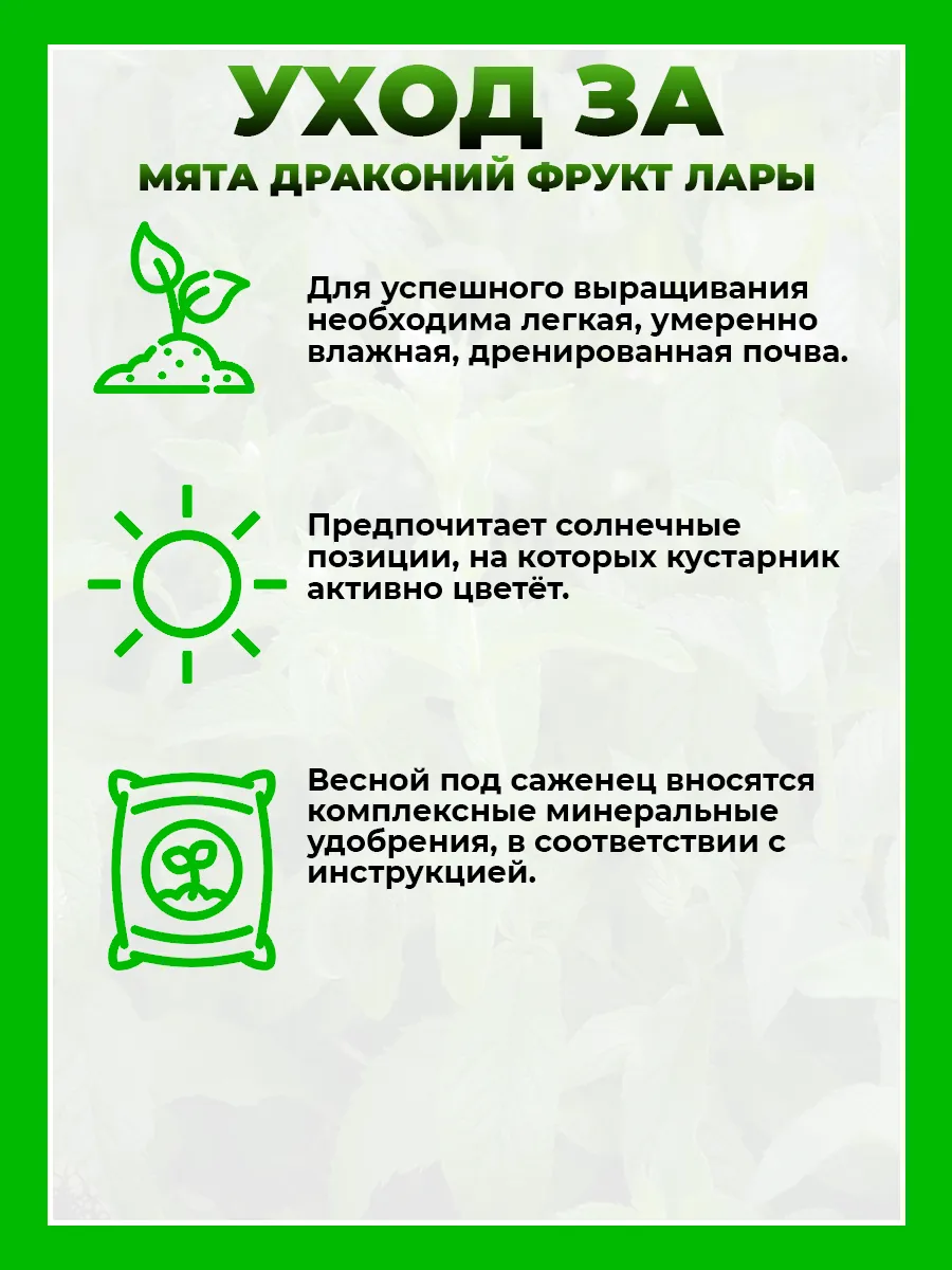 Мята Драконий фрукт Лары
