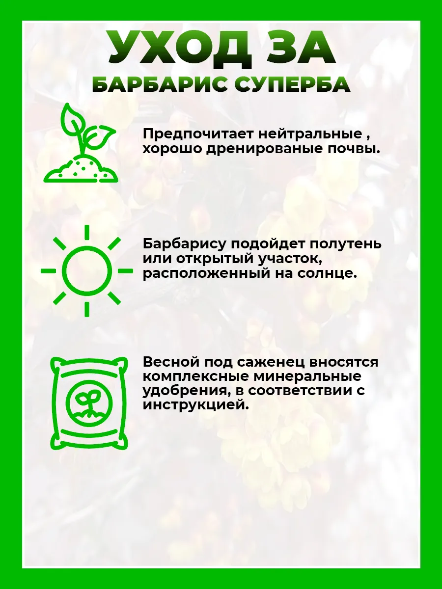 Барбарис оттавский Суперба