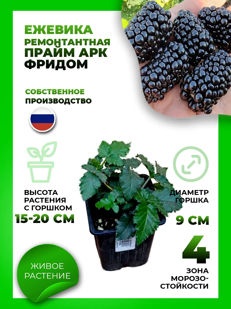 Ежевика Прайм Арк Фридом
