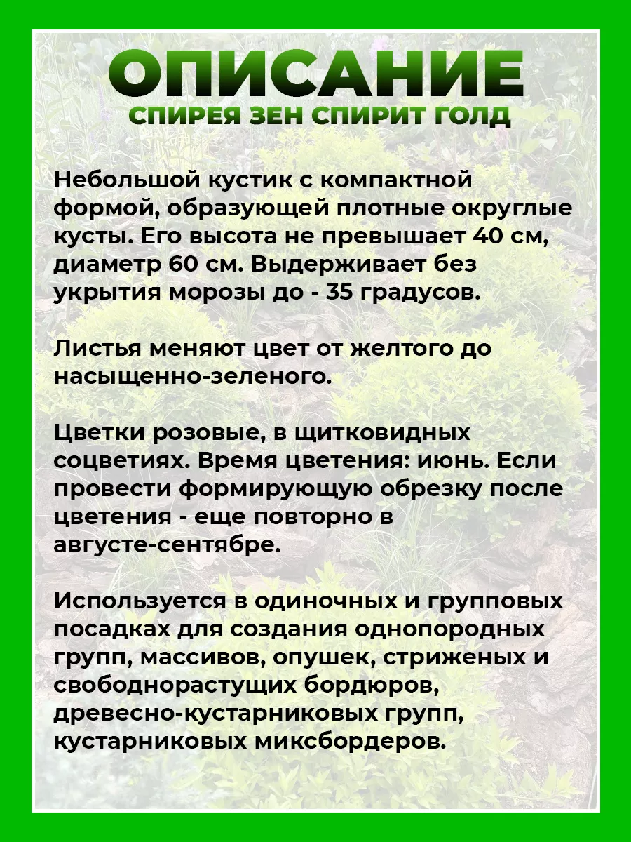 Спирея японская Зен Спирит Голд