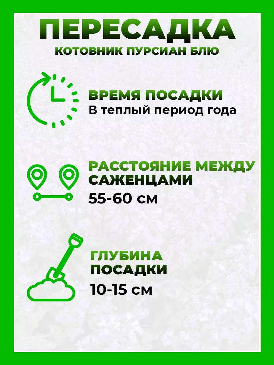 Котовник Фассена Пурсиан Блю