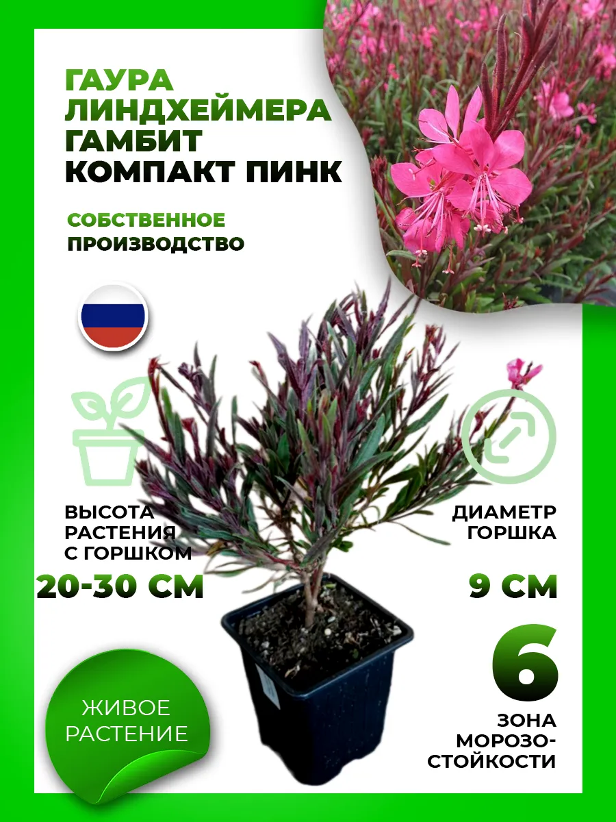Гаура Линдхеймера Гамбит Компакт Пинк