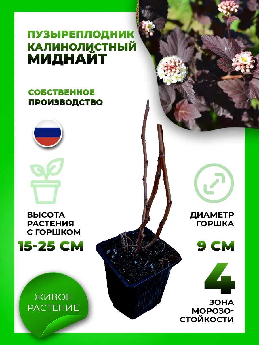 Пузыреплодник калинолистный Миднайт