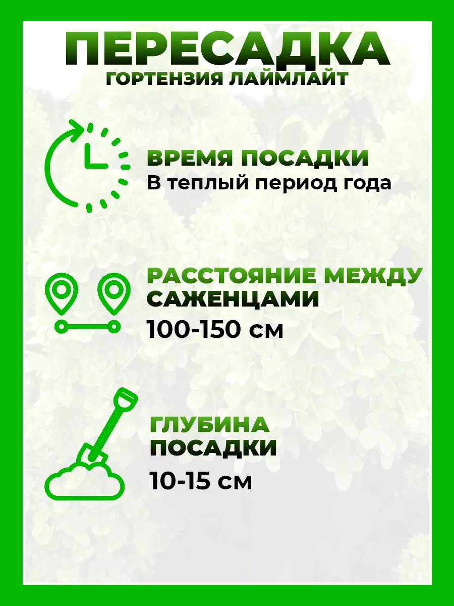 Гортензия метельчатая Лаймлайт