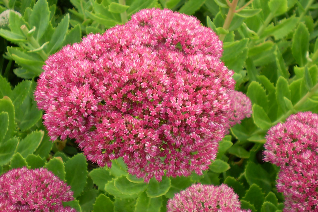 Очиток (Седум) видный Бриллиант (Sedum spectabile Brilliant) Р9 ...