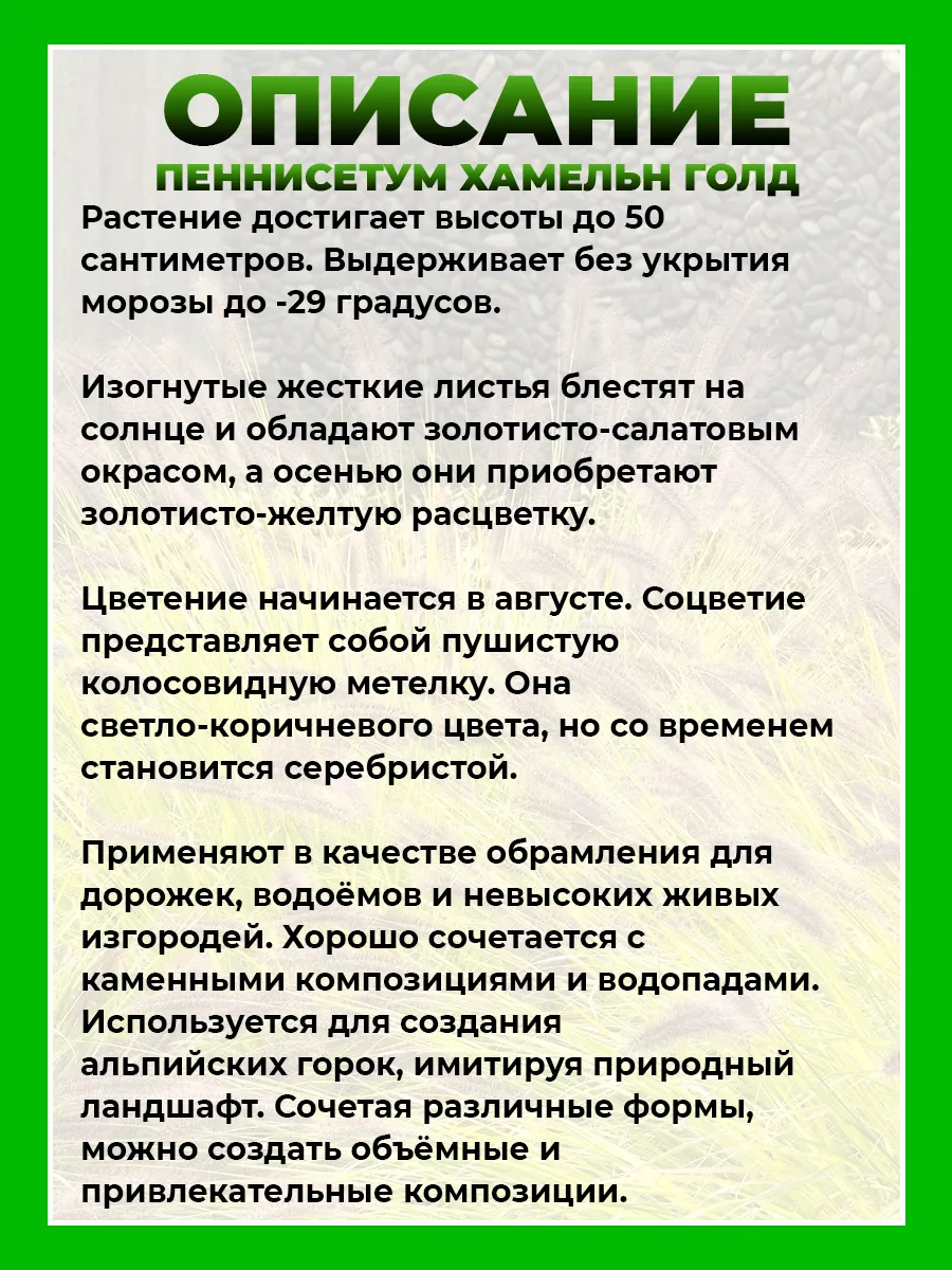 Пеннисетум лисохвостый Хамельн Голд