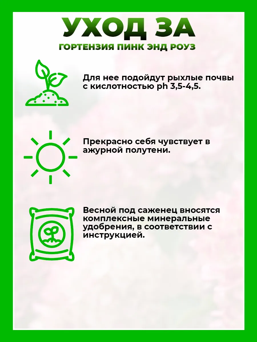 Гортензия метельчатая Пинк энд Роуз