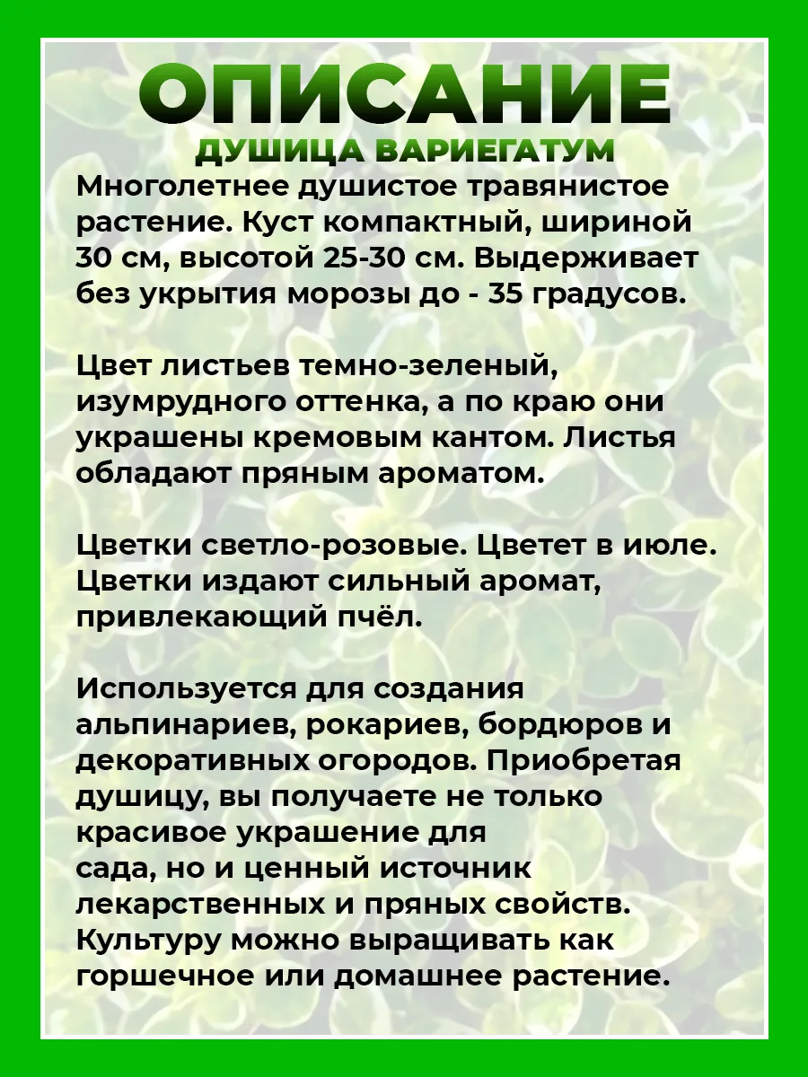 Душица обыкновенная Вариегатум