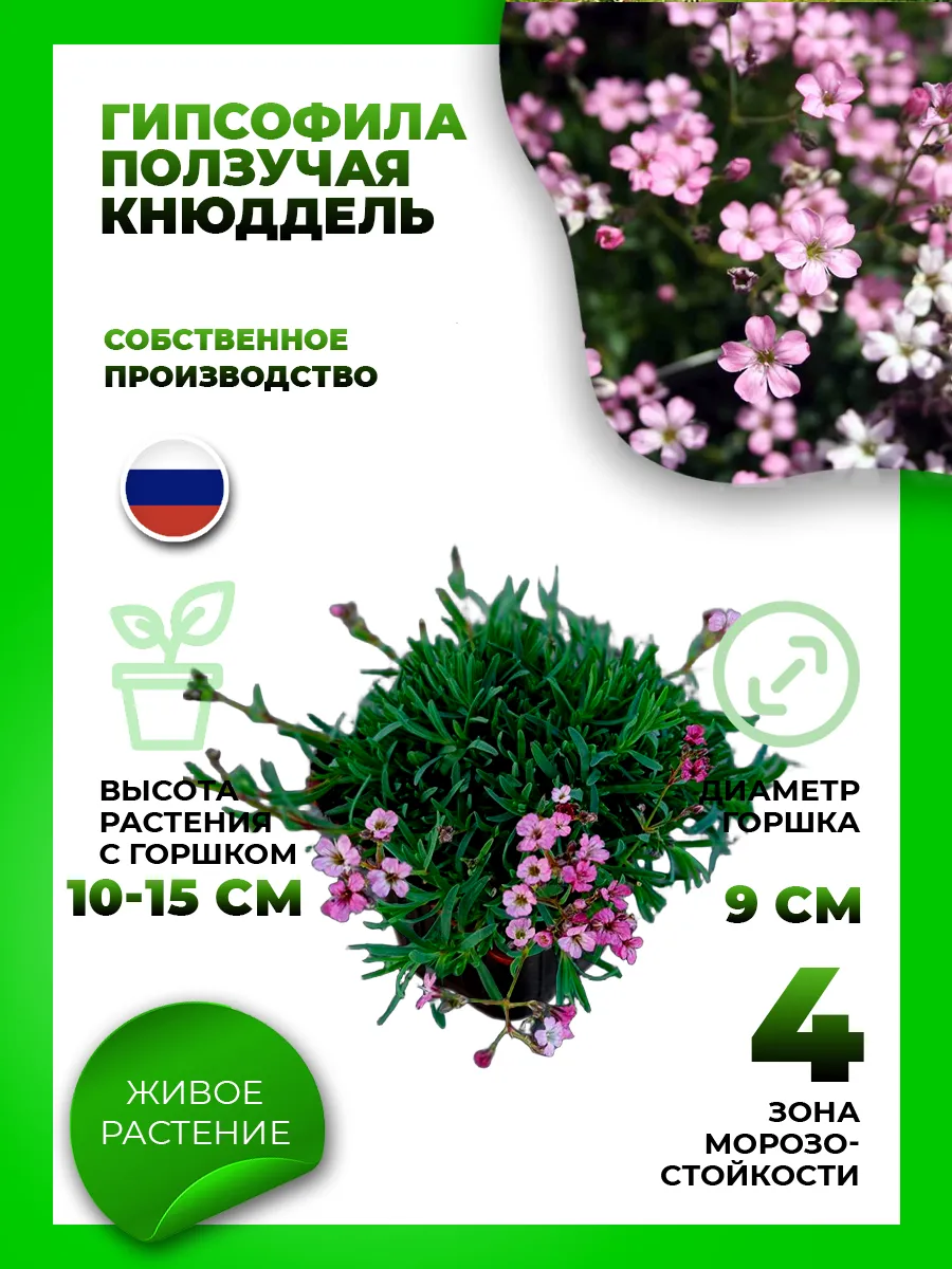 Гипсофила ползучая Кнюддель