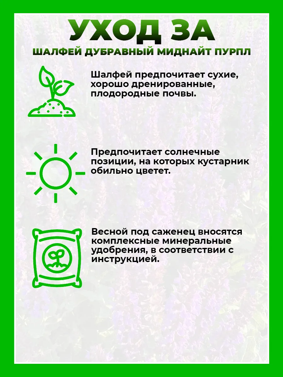 Шалфей дубравный Миднайт Пурпул