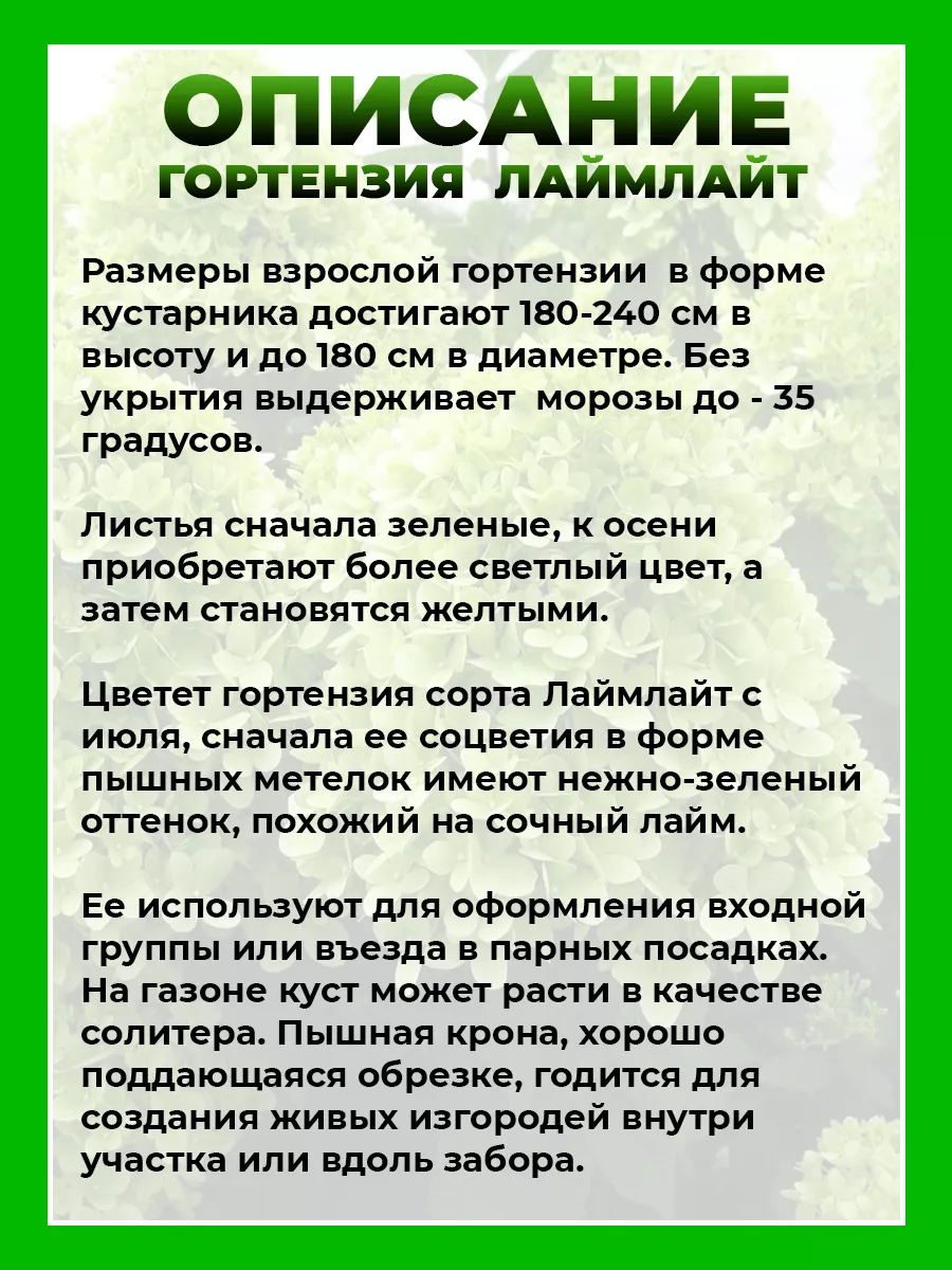 Гортензия метельчатая Лаймлайт