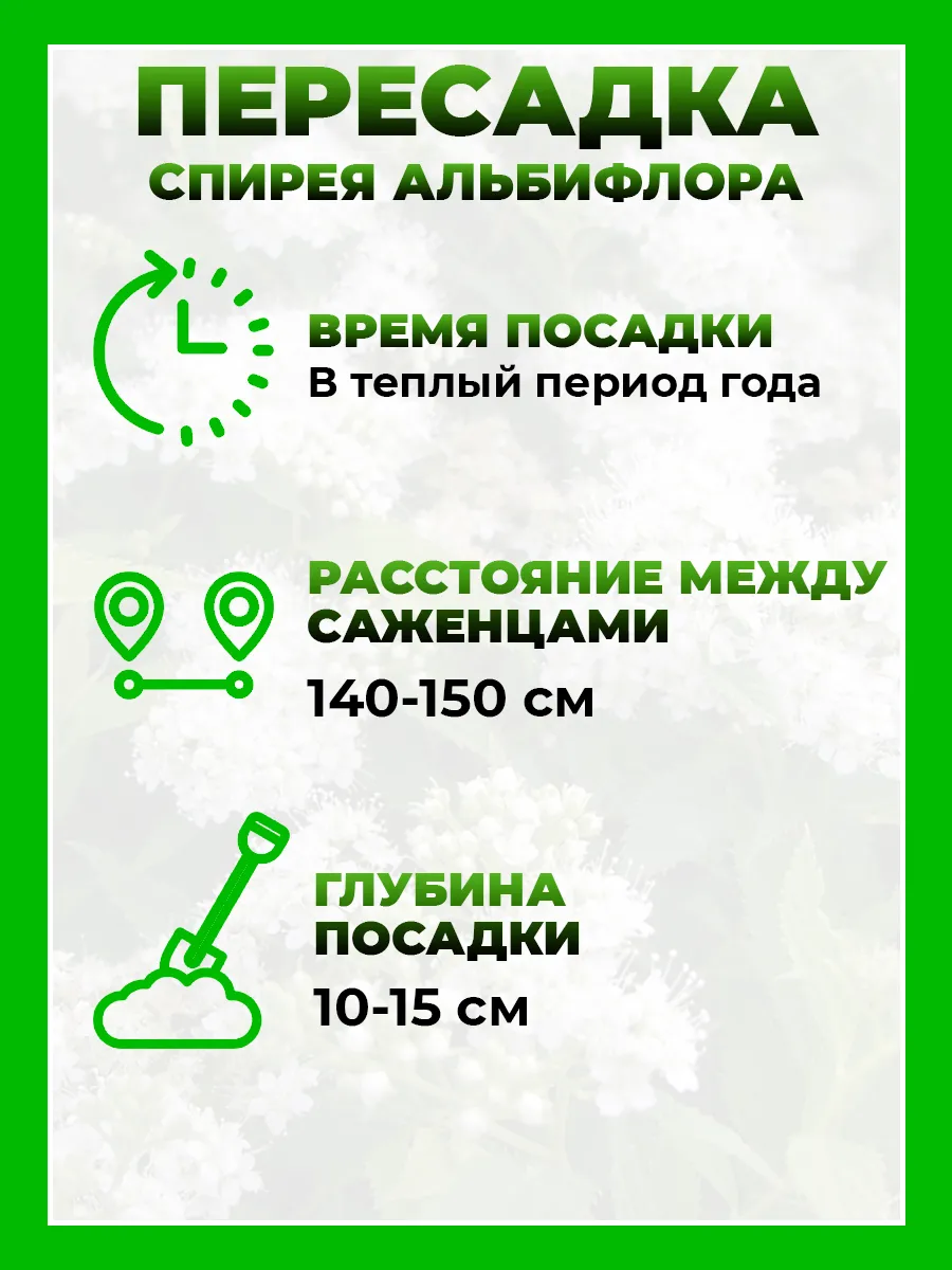 Спирея японская Альбифлора